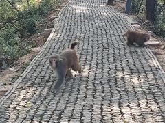 -苏州上方山国家森林公园