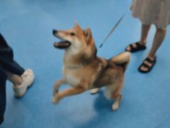 -博特宠物医院24h犬猫全科.骨科·异宠
