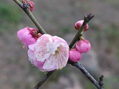 -无锡梅园公园