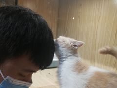 -屋虎猫馆(宝安大仟里店)