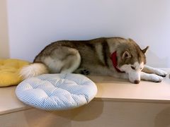 小漂亮-Husky Go! 哈士奇体验馆·宠物咖啡厅狗咖