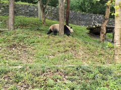 -都江堰中华大熊猫苑