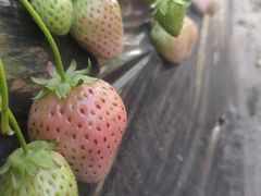 -大自然农场蔬菜草莓采摘园