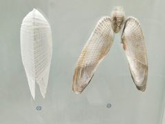 -青岛贝壳博物馆