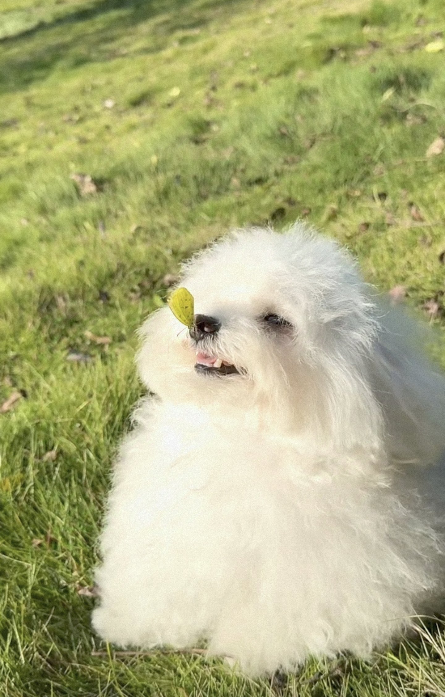 蝴蝶落在狗鼻子上图片图片