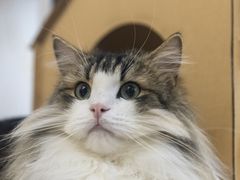 -柴迷FANS CLUB·柴犬狗咖·猫咖
