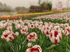 -泗洪洪泽湖湿地景区