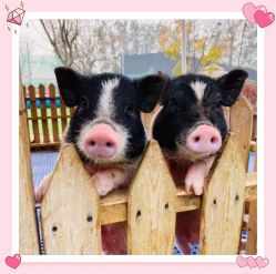 -萌宠亲子动物乐园(槐房万达店)