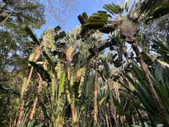 -中国科学院西双版纳热带植物园