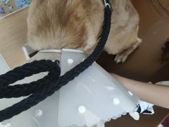 -美联众合动物医院·24h京西诊疗中心