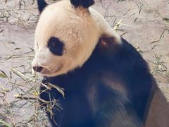 -石家庄市动物园