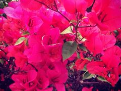 iphone_upload_pic-东部华侨城