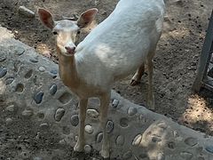 -石家庄市动物园