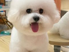-伟伟宠物医院·CT影像中心·瑞派犬猫综合性门诊(汉口总院)