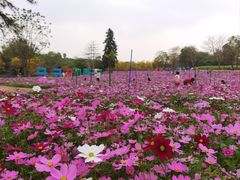 -天适樱花悠乐园
