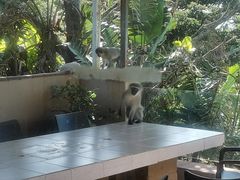 -奥利弗·雷金纳德·坦博国际机场