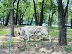 -秦皇岛野生动物园
