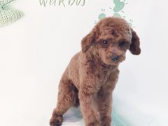 -悠尼宠物·独立低压伊珊娜洗护·美容·寄养(兰谷路店)