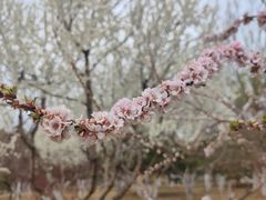 -燕郊植物园