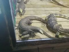 -石家庄市动物园