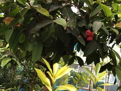 -南宫五洲植物乐园