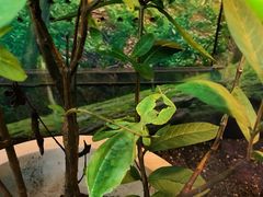 -上海大自然野生昆虫馆(东方明珠·爬宠昆虫探索中心)