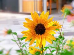 景观位-苗品记茶馆(时代天街D馆店)