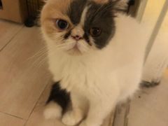 -平行世界·猫咖(首经贸店)