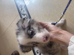 -宠颐生汉谟拉比宠物医院