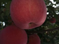 -江杨农产品批发市场