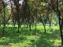-昆山城市生态森林公园