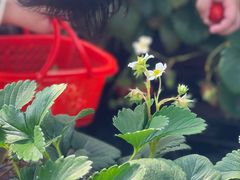 -胜丰草莓采摘园