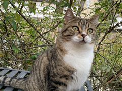 -喵屿·大理花园猫咖