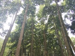 -广州市帽峰山景区
