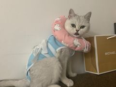 -伟伟宠物医院·瑞派猫友好医院·猫科(光谷店)