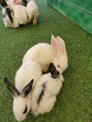 点击看大图 -萌宠亲子动物乐园(槐房万达店)