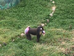 -西安秦岭野生动物园