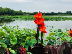 -荷塘月色湿地公园·向阳花洲