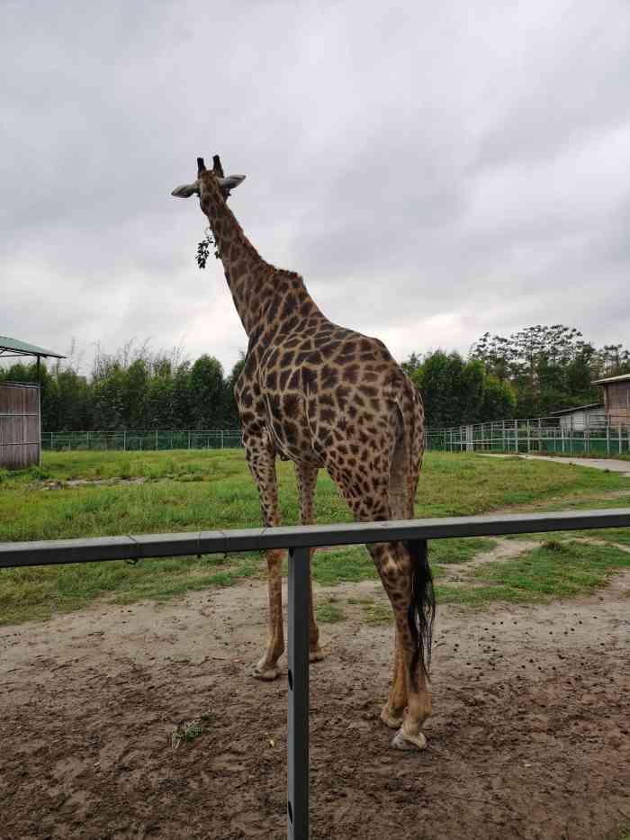 东莞香市动物园