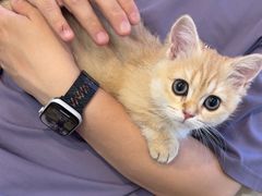 -宠爱国际动物医院· 猫科· 外科·中兽医(长白店)