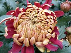 -葛记焖饼(伏牛路店)