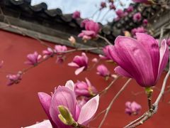 -红螺寺