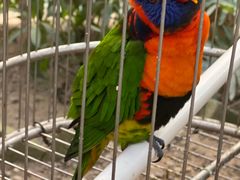 -南宫五洲植物乐园