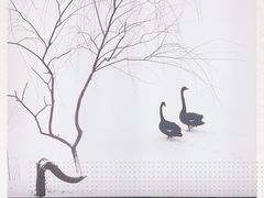 -BLACKSWAN黑天鹅(环球店)