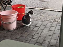 -老包炊饭