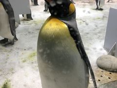 -大连圣亚海洋世界
