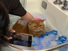 -车接车送·寄养洗护·德文猫舍(大宁店)