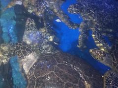 -烟台海昌鲸鲨海洋公园