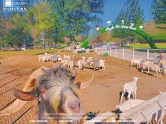 -大连铭湖国际观光牧场