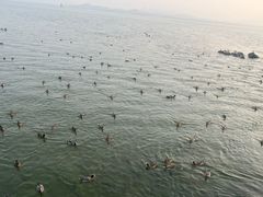 -深圳湾公园(南山区)
